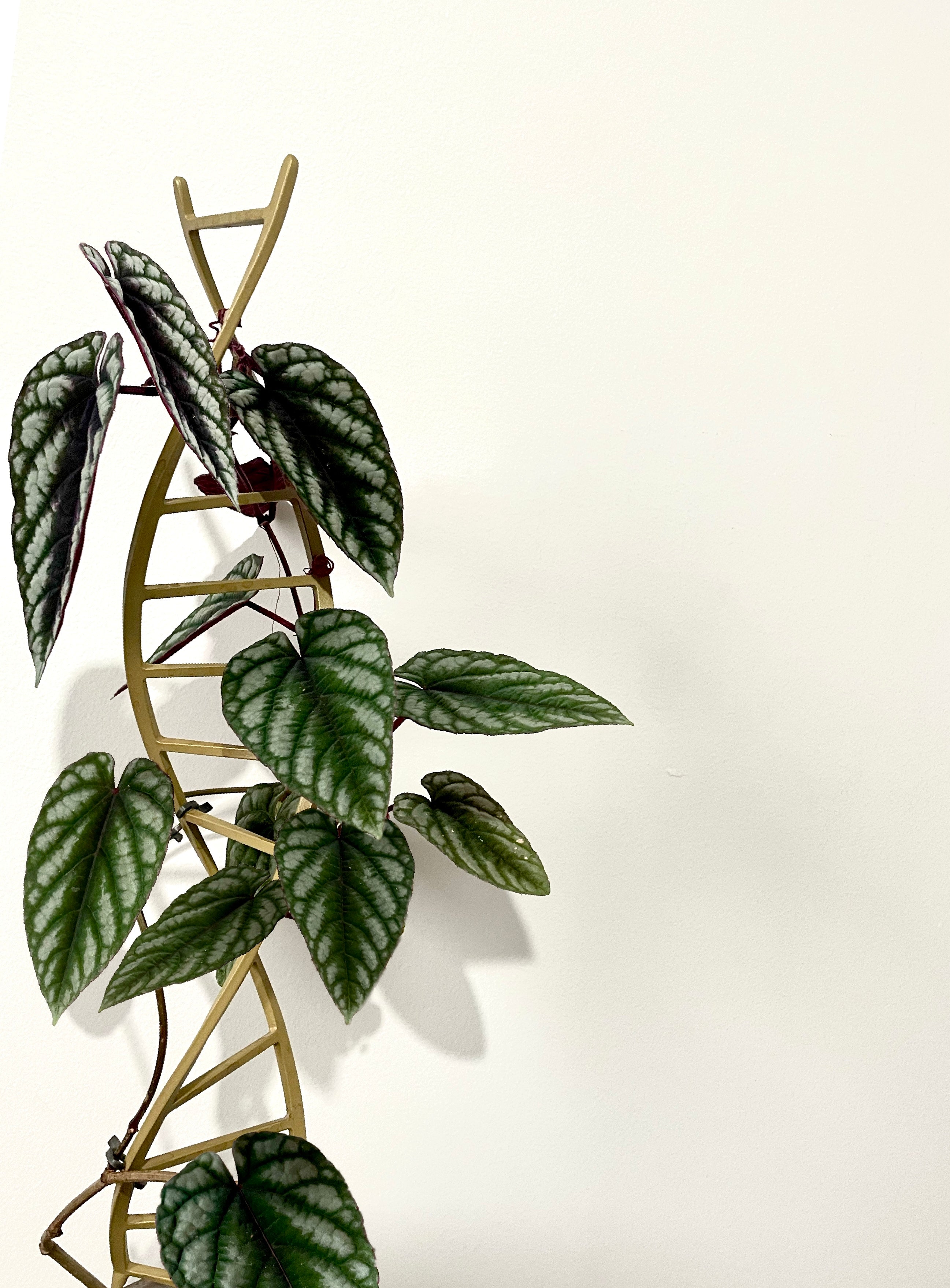 A purple and green vining plant (Cissuc Discolour) climbs a gold metal trellis in the shape of a DNA strand.