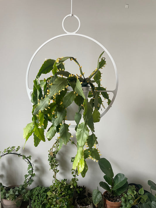 Best Low Maintenance Hanging Plants