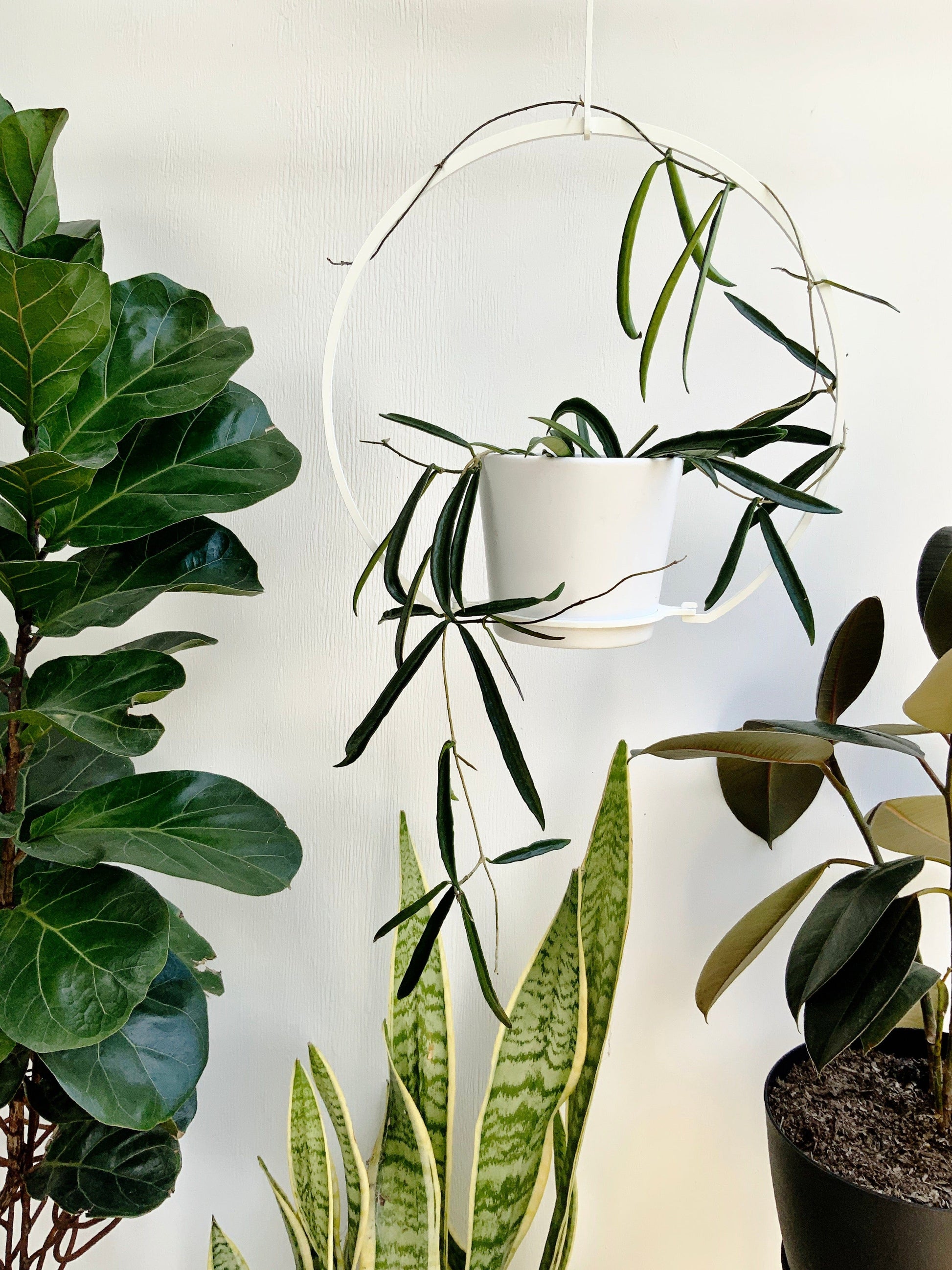 iron ivy white round steel metal plant hanger indoor outdoor balcony garden hoya houseplant planterior design greenhouse planty vines trailing hanging planter monstera jungle