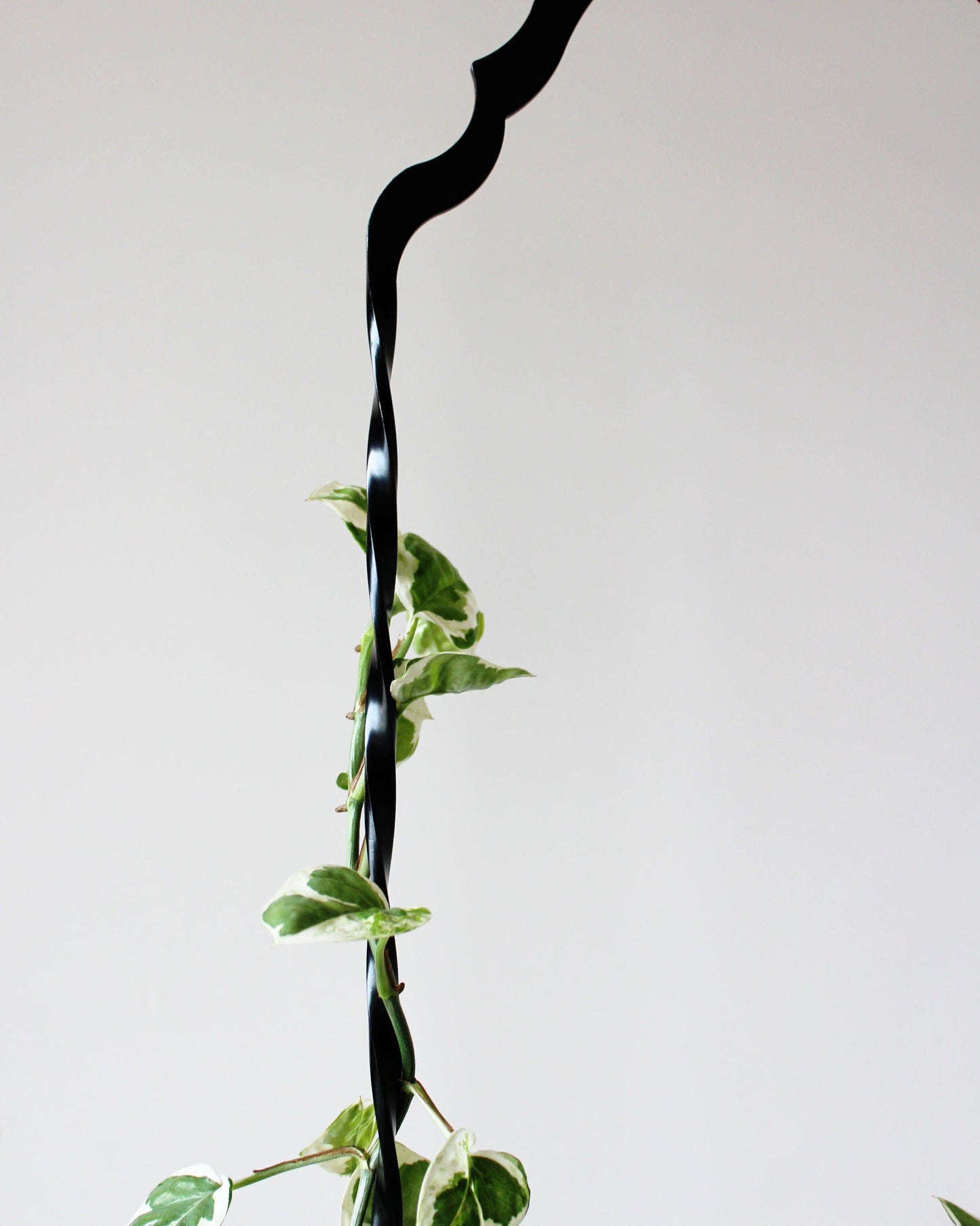 Twisted Arch Plant Hanger
