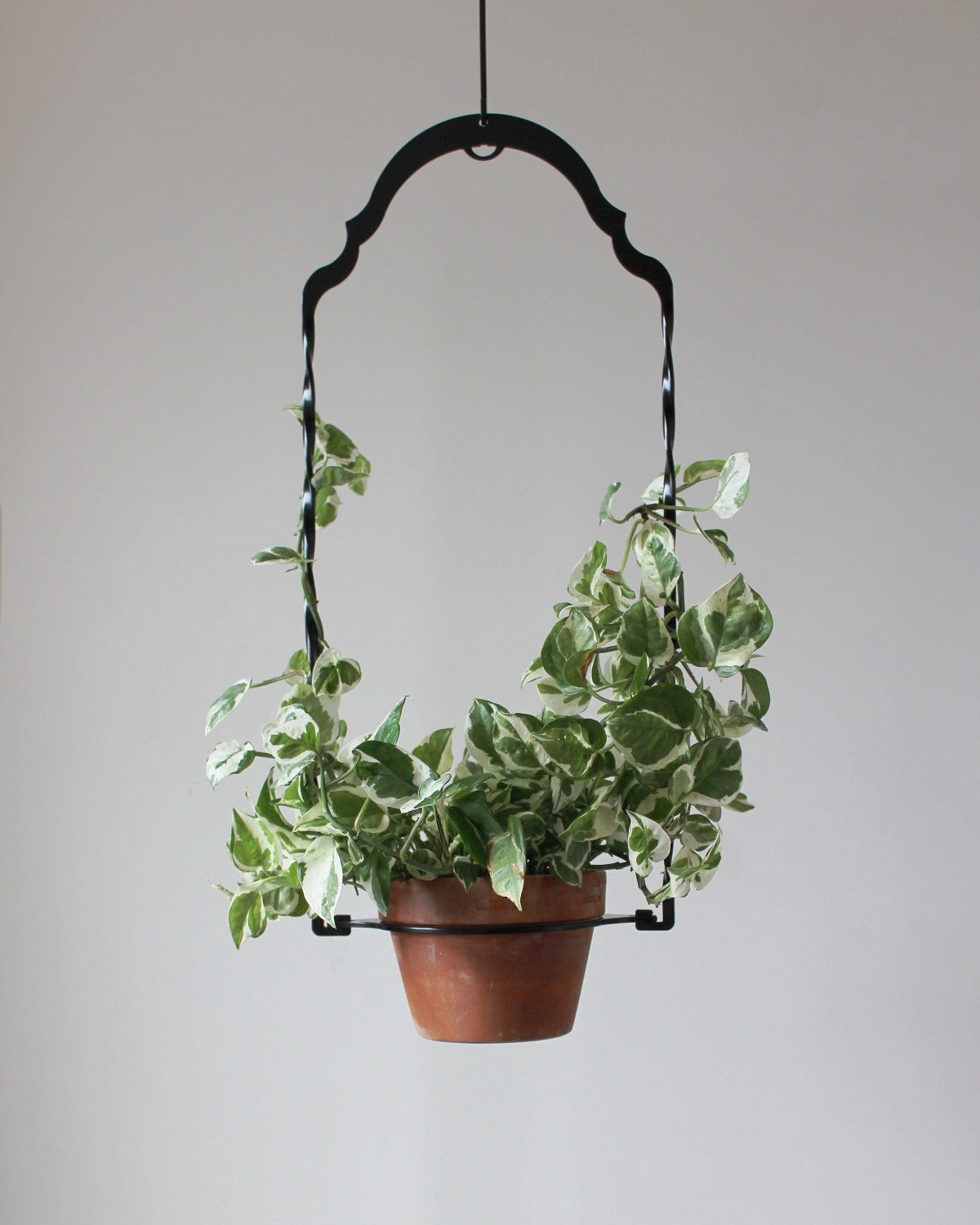 Black arch shape plant hanger with a terracotta pot and white and green variegated ivy climbing up the sides of the hanger