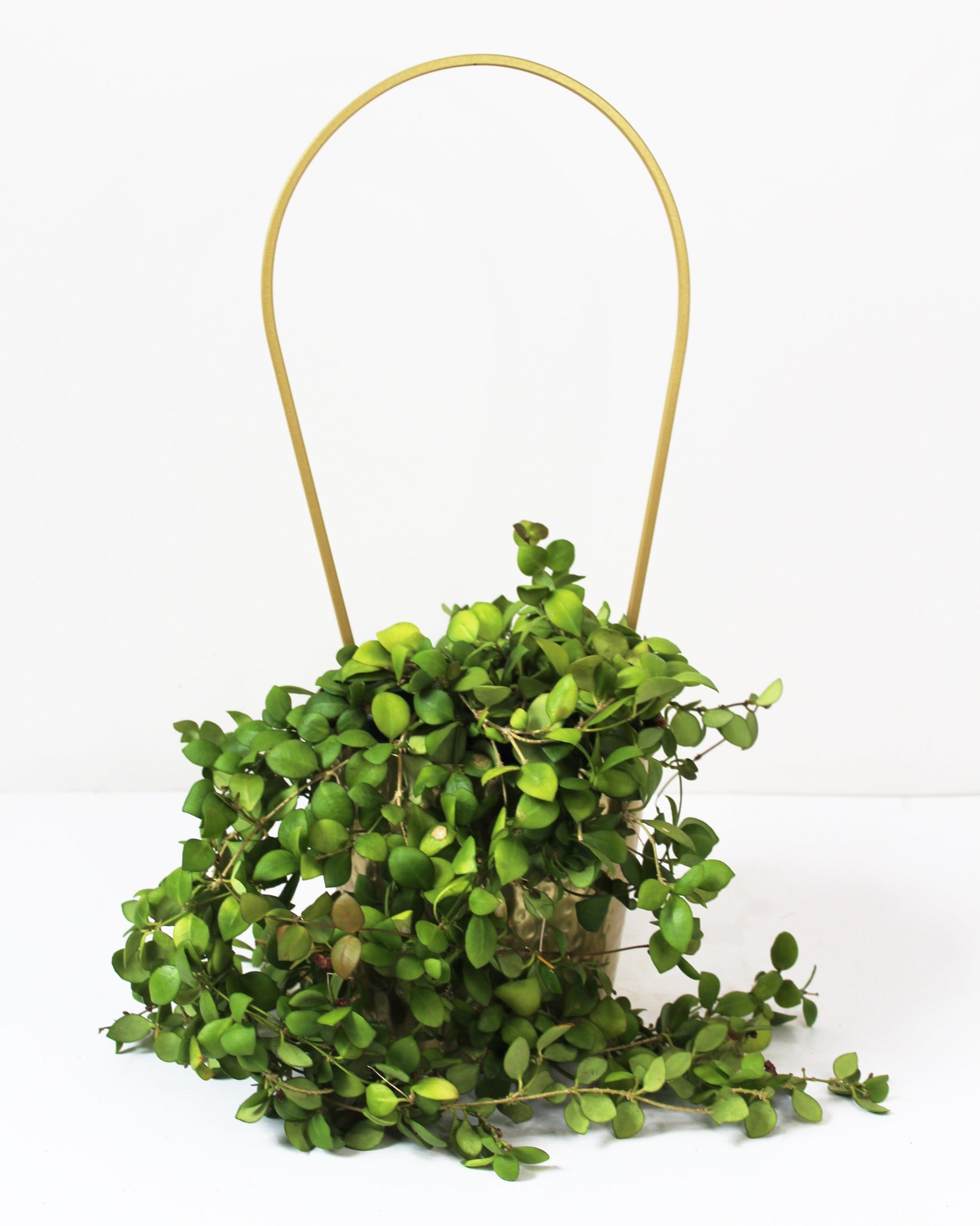 gold black trellis plants planter indoor plant houseplant stake totem recycled steel iron ivy white sustainable sydney planty gift garden balcony herbs flowers