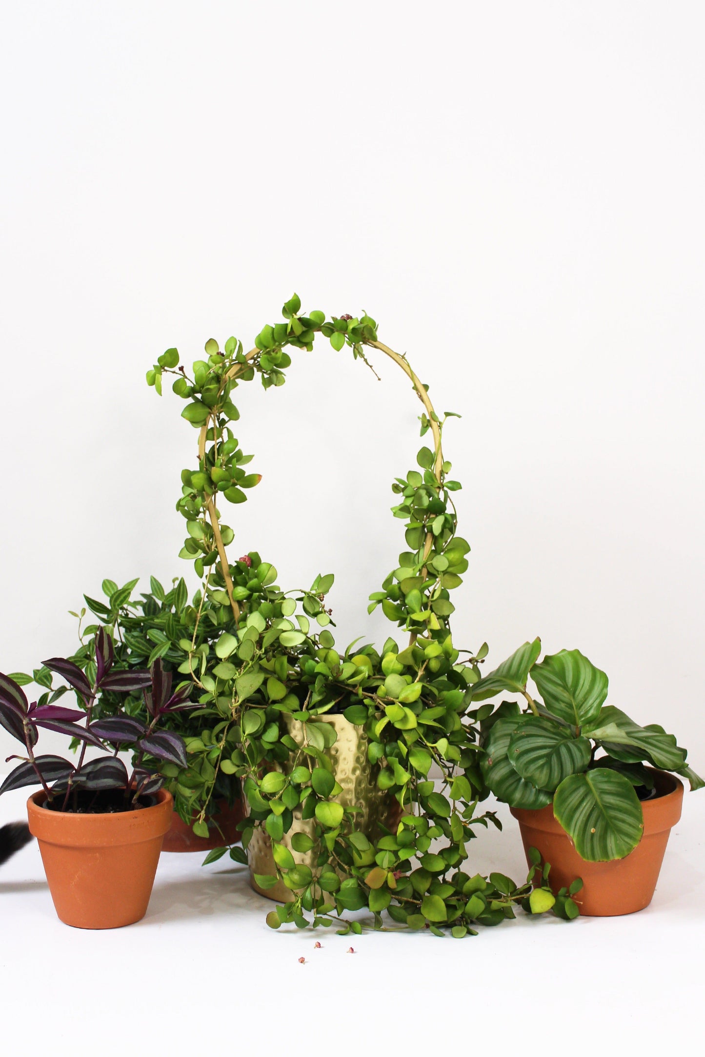 trellis plants planter indoor plant houseplant stake totem recycled steel iron ivy white sustainable sydney planty gift garden balcony herbs flowers gold black