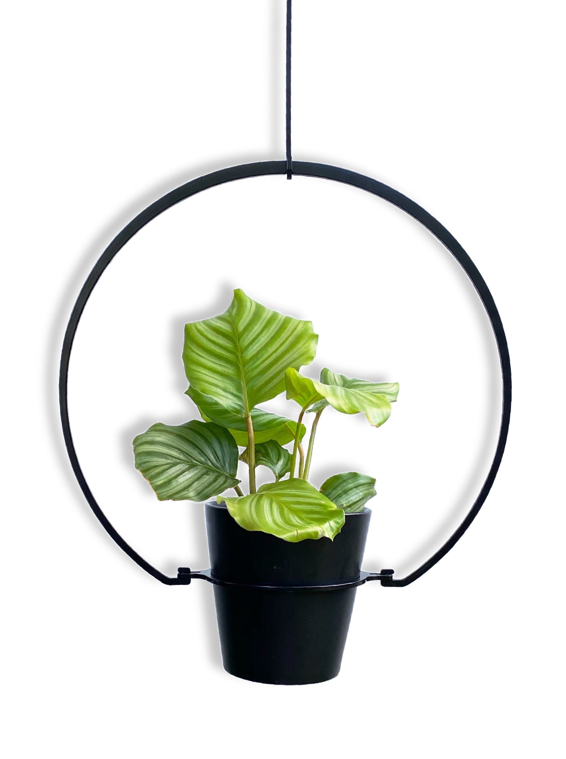 iron ivy black round steel metal plant hanger indoor outdoor balcony garden houseplant planterior design greenhouse planty vines traling hanging planter calathea jungle