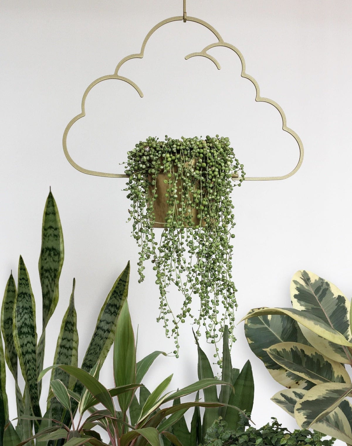 gold cloud hanger with string of pearls, senecio succulent indoorplant houseplant planter plant hanger hanging balcony garden trailing iron ivy steel metal sydney