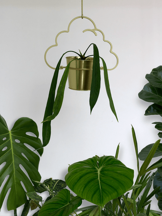 gold metal cloud hanger for string of pearls senecio succulent indoorplant houseplant planter plant hanger hanging balcony garden trailing iron ivy steel metal anthurium monstera