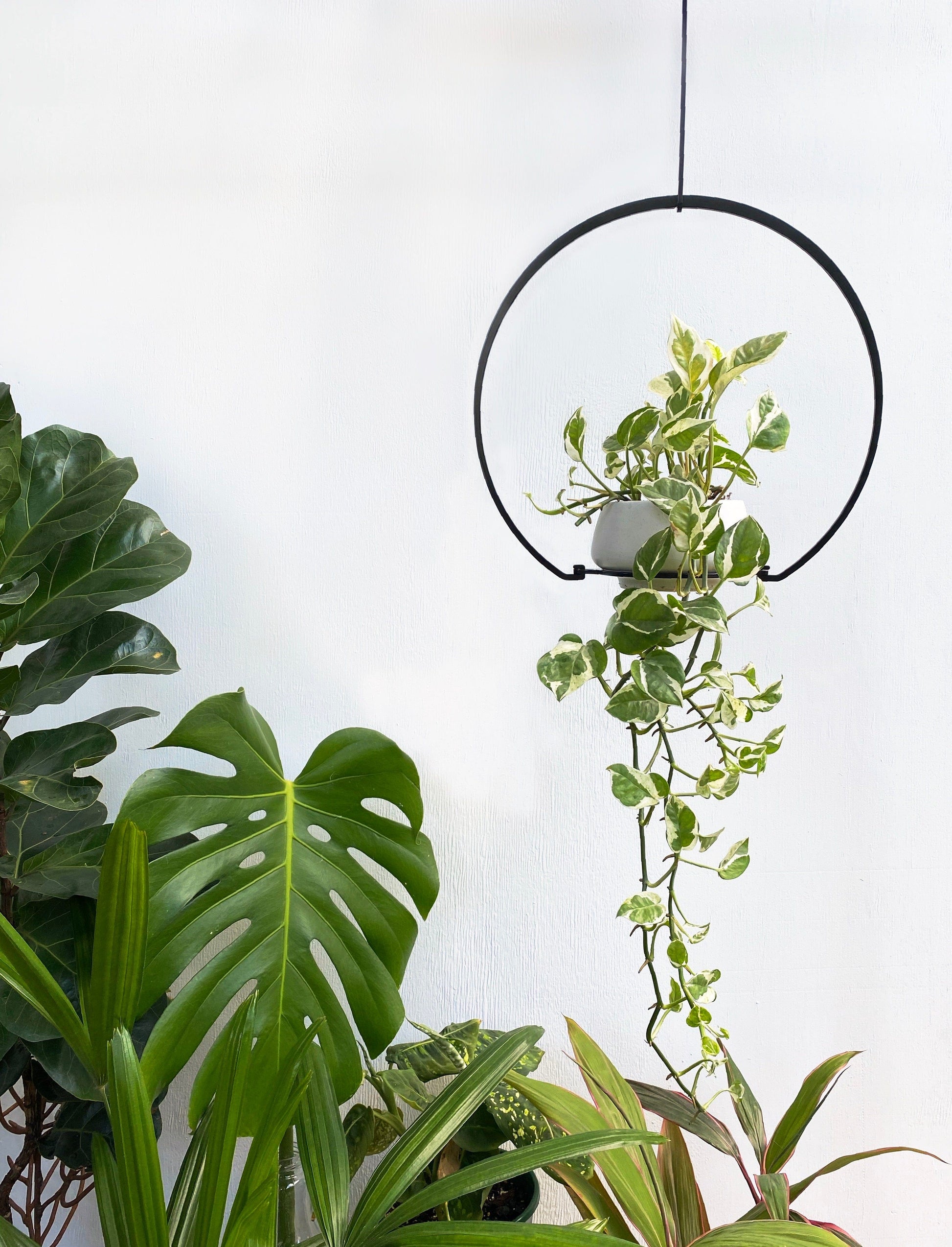 iron ivy black round steel metal plant hanger indoor outdoor balcony garden houseplant planterior design greenhouse planty vines traling hanging planter monstera jungle