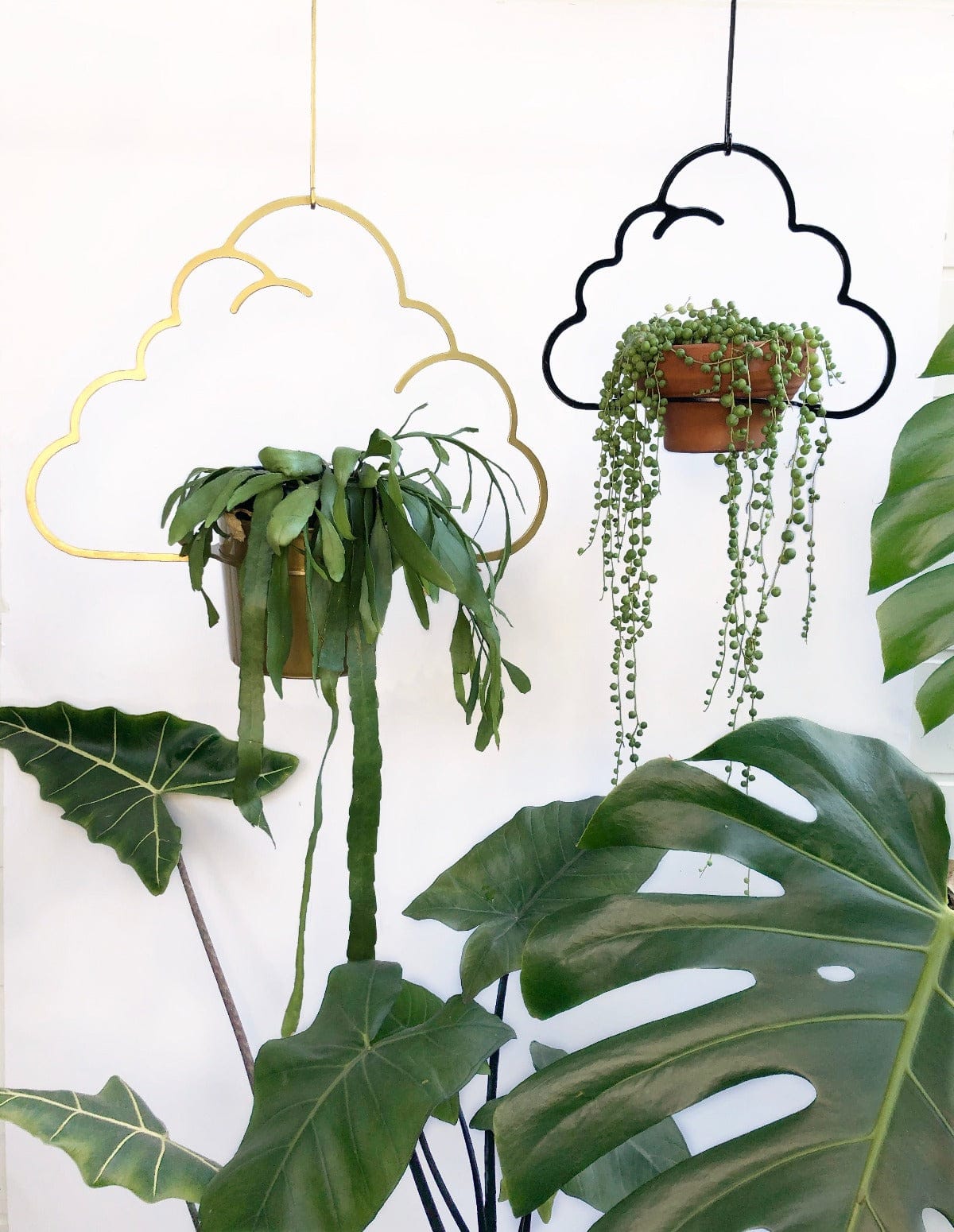 black gold metal cloud hanger for string of pearls senecio succulent indoorplant houseplant planter plant hanger hanging balcony garden trailing iron ivy steel metal sydney