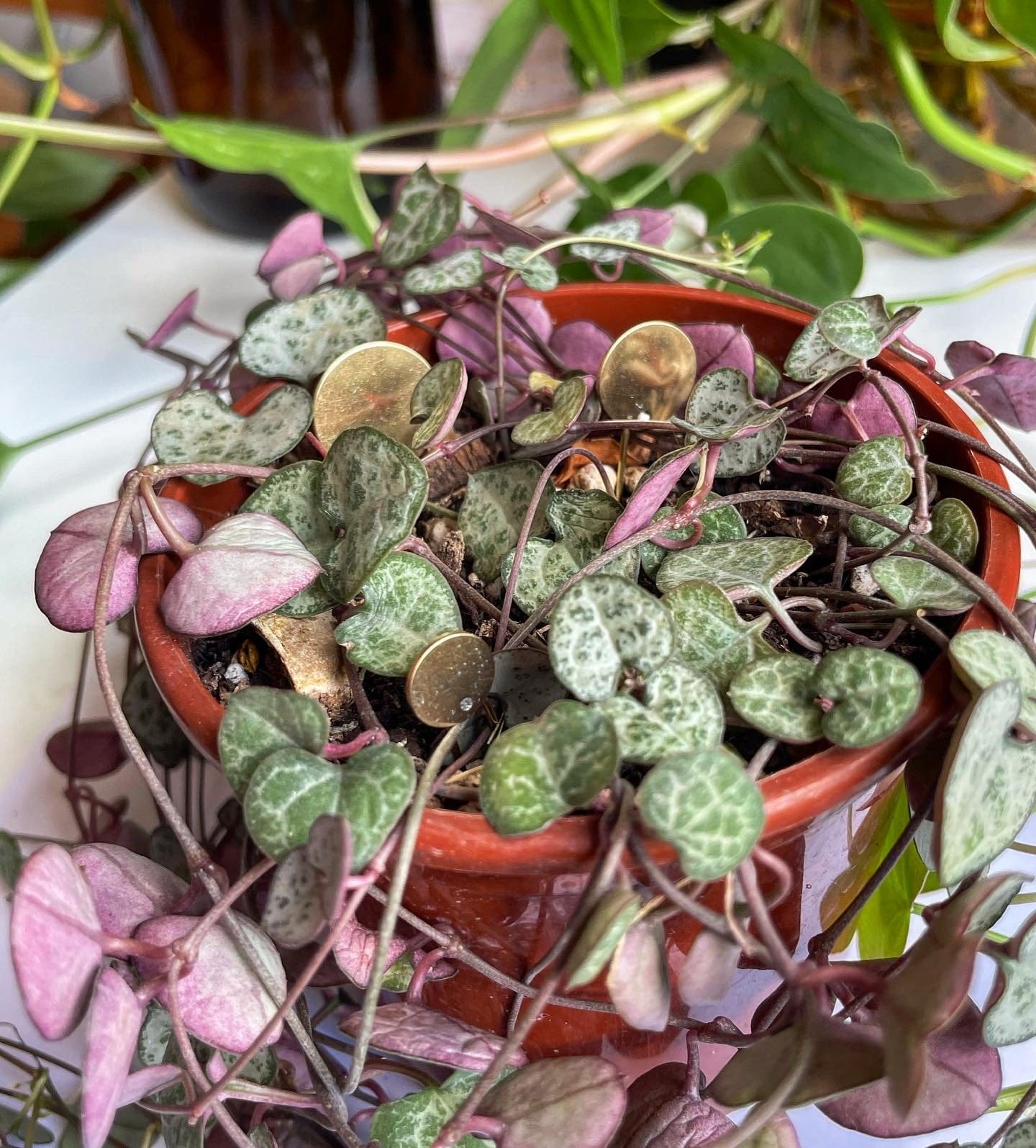 Propagation Pin Set "Dotty"