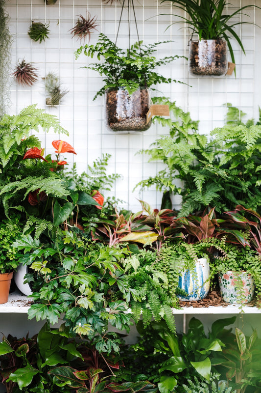 Revitalize Your Indoor Jungle