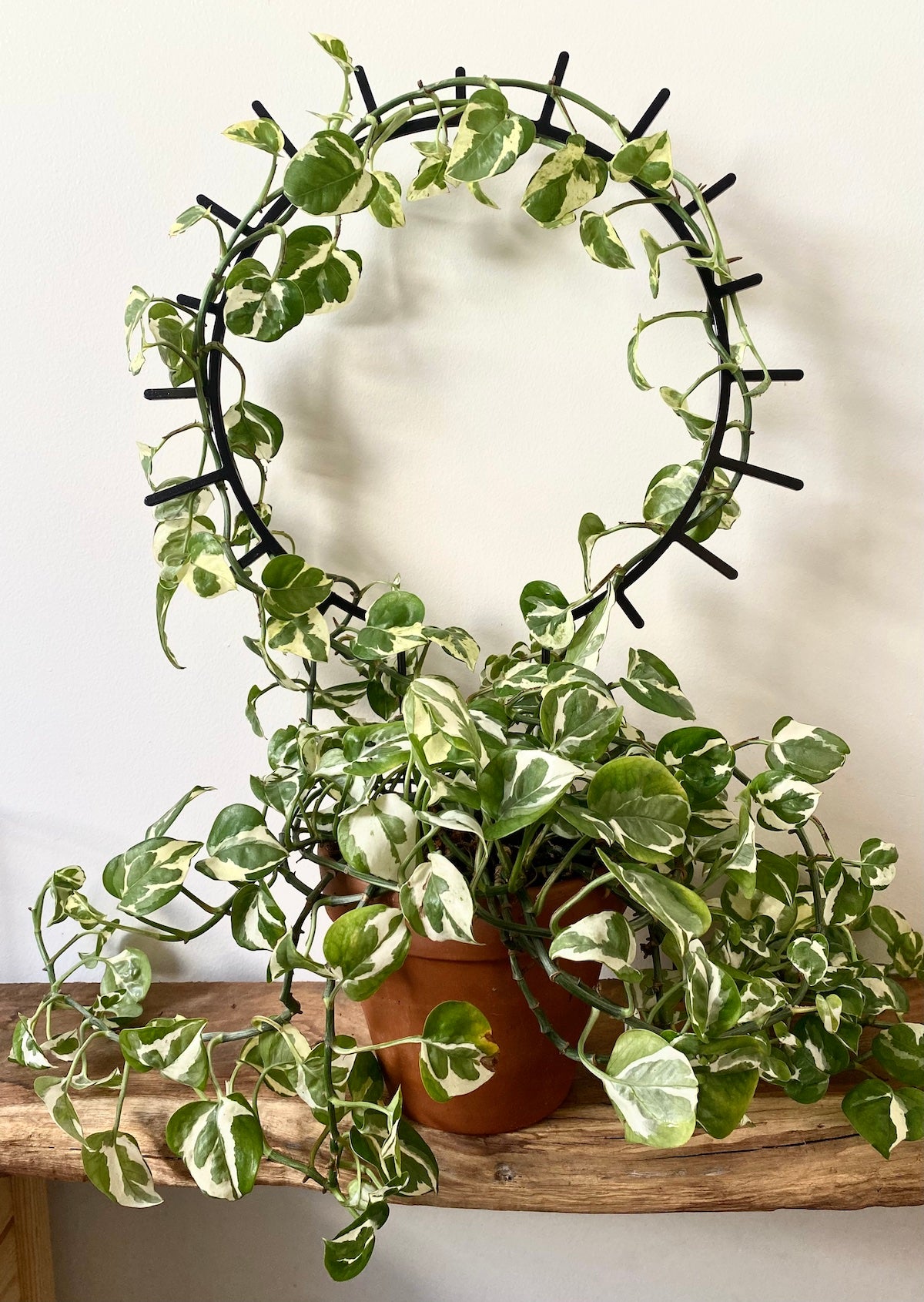 A variegated ivy, white and green leaves spills from an orange terracotta pot with some vines wrapping around a black starburst shape round plant trellis