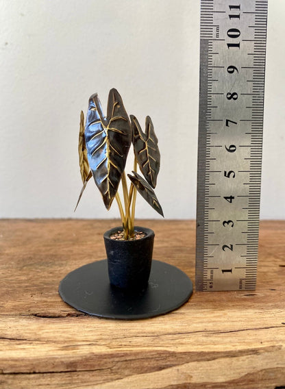 Miniature Brass Alocasia Micholitziana (Elephant Ear)