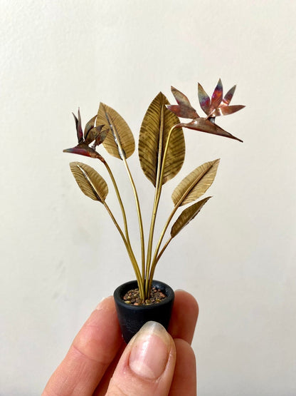 Miniature Brass Bird Of Paradise Plant (Strelitzia reginae)