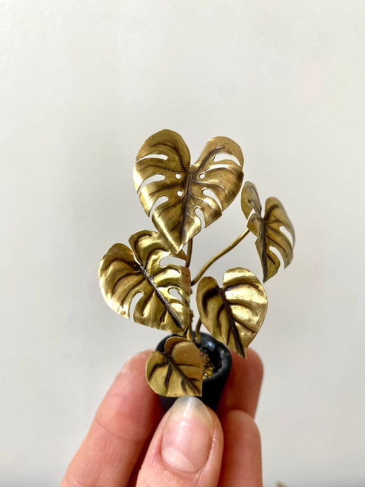 Miniature Brass Monstera Deliciosa