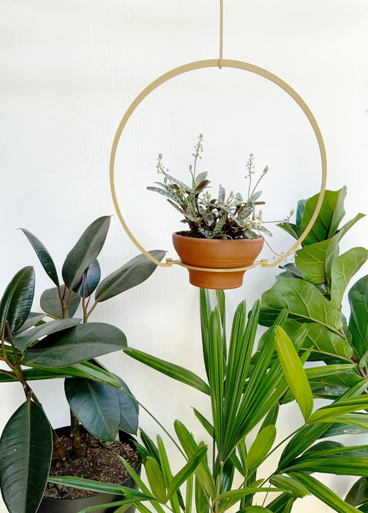 iron ivy gold round steel metal plant hanger indoor outdoor balcony garden houseplant planterior design greenhouse planty vines traling hanging planter monstera jungle