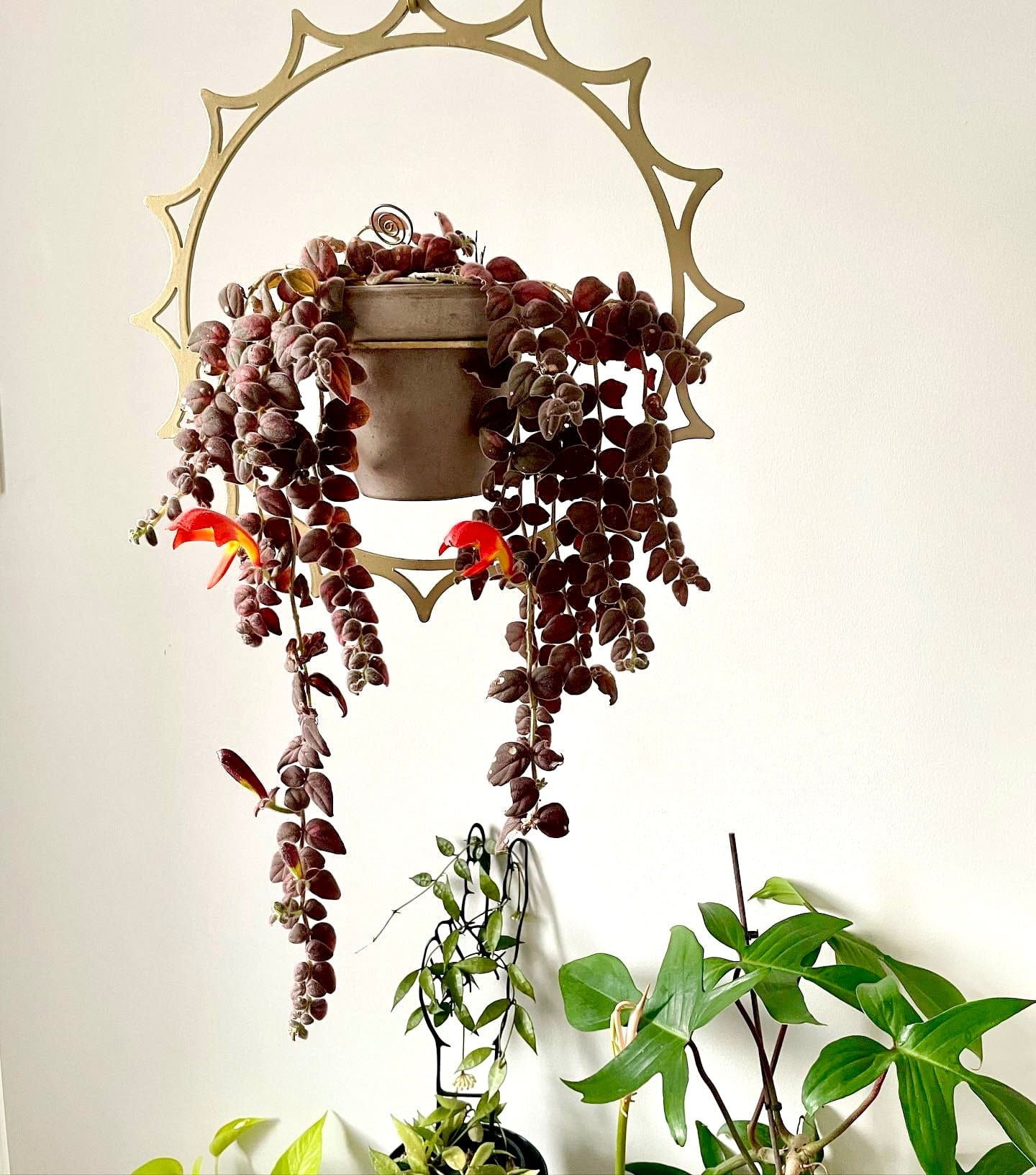 Sun Plant Hanger