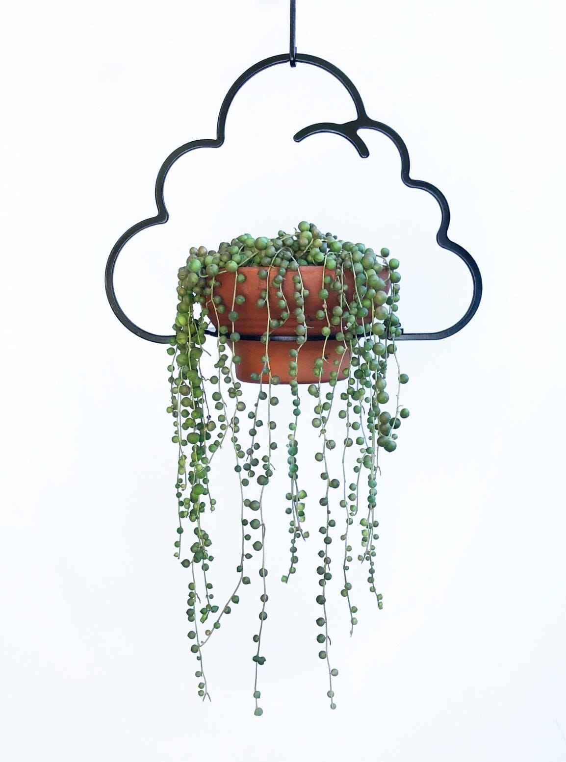 black metal cloud hanger for string of pearls senecio succulent indoorplant houseplant planter plant hanger hanging balcony garden trailing iron ivy steel metal sydney