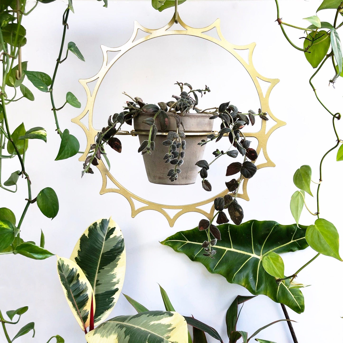 Sun Plant Hanger