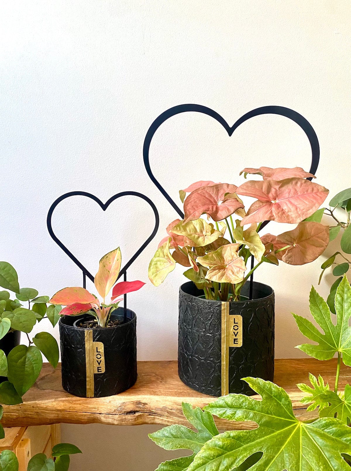Two black plant pots with pink plants in them, a small and large black heart shaped trellis in each plant on a rustic timber shelf, Australian made recycled steel 