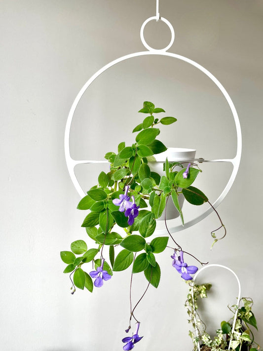 a large white circle plant hanger holds a bright green plant with purple flowers. there is a white arch plant trellis in the bottom right corner.