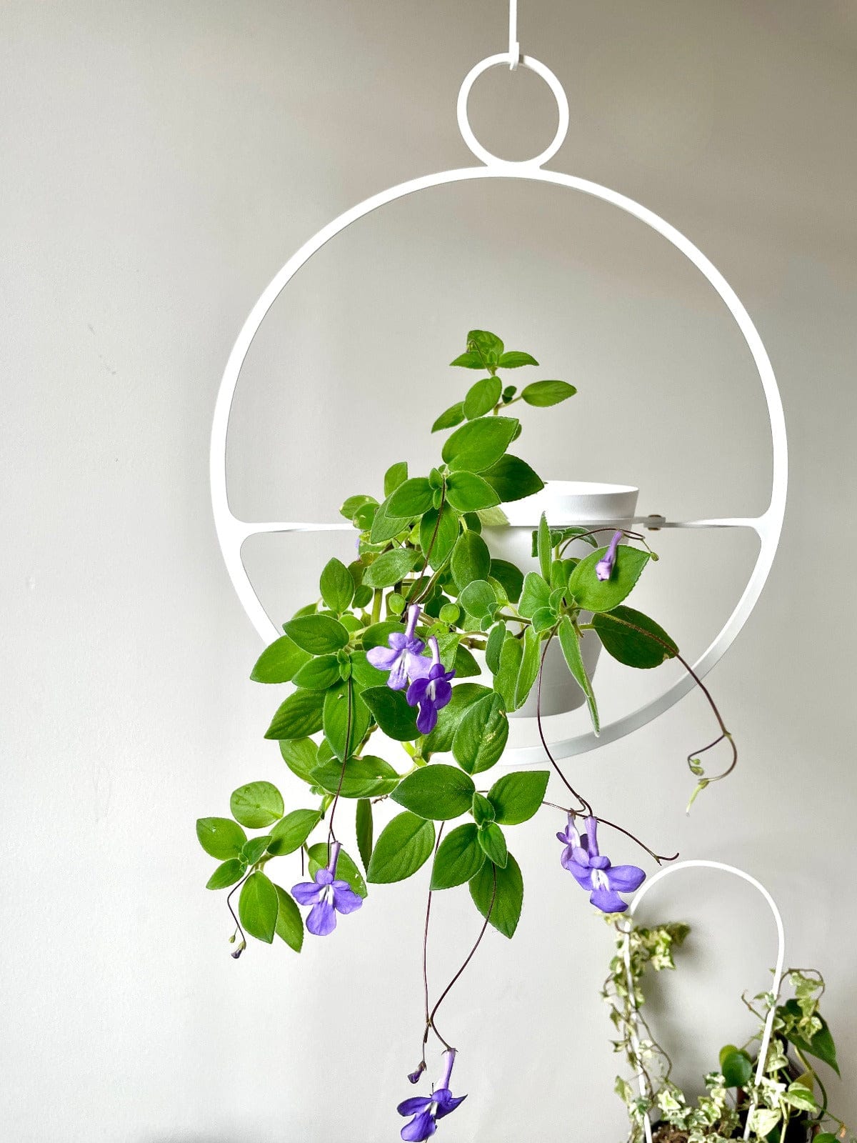 Circle Plant Hanger