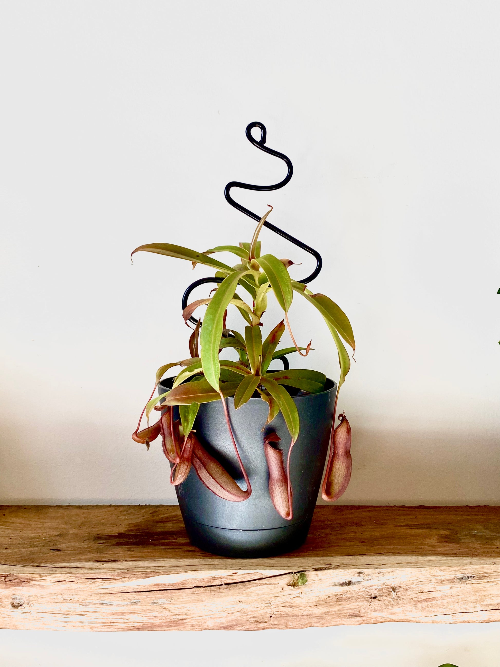 a carnivorous pitcher plant (nepenthes) with long green leaves and red/brown pitchers is climbing up a black squiggle shape trellis in a black plastic pot