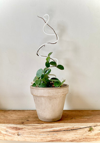 a vining plant with small round green leaves is climbing up a white squiggle shape trellis in a grey terracotta pot.