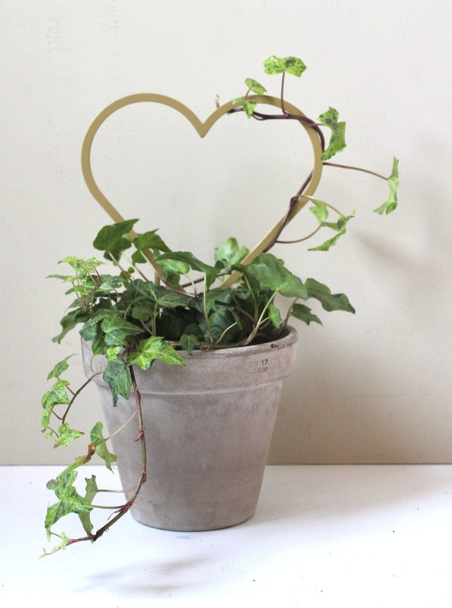 A Small Gold heart shaped plant trellis with green ivy vining around it in a grey terracotta plant pot Australian made home decor
