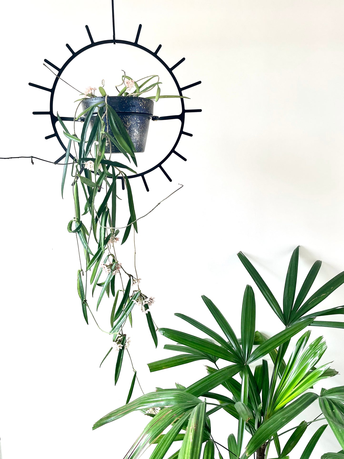 A long leaf hoya with multiple blooms on it is hanging in a round starburst shaped plant hanger, made of steel, black in colour, there is a green palm plant in the bottom right corner.