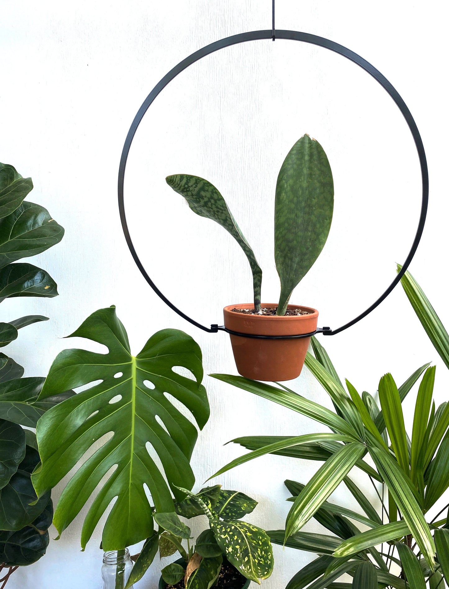 iron ivy black round steel metal plant hanger indoor outdoor balcony garden houseplant planterior design greenhouse planty vines traling hanging planter monstera jungle  