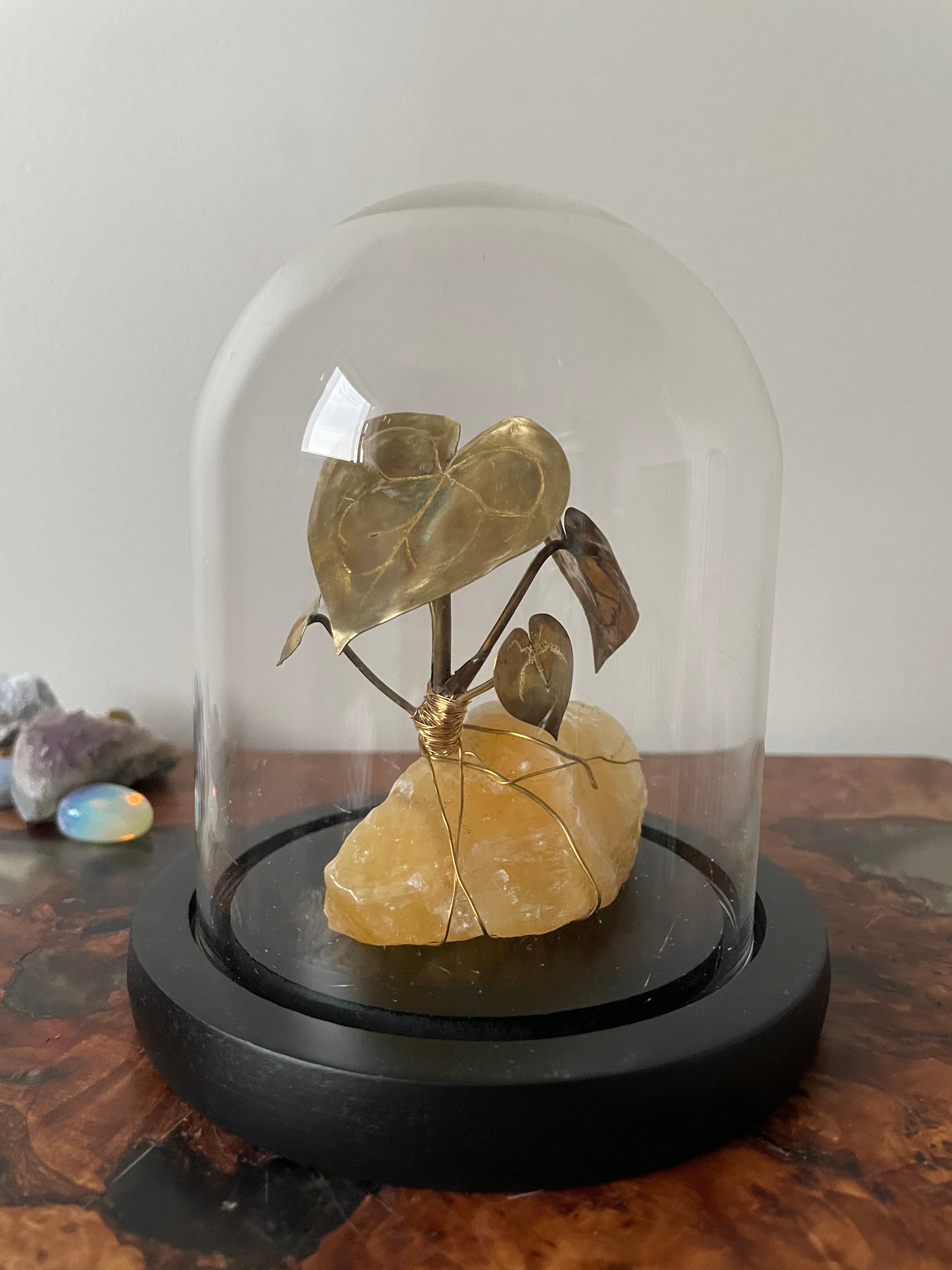 Brass Anthurium Clarinervium seedling on Crystal