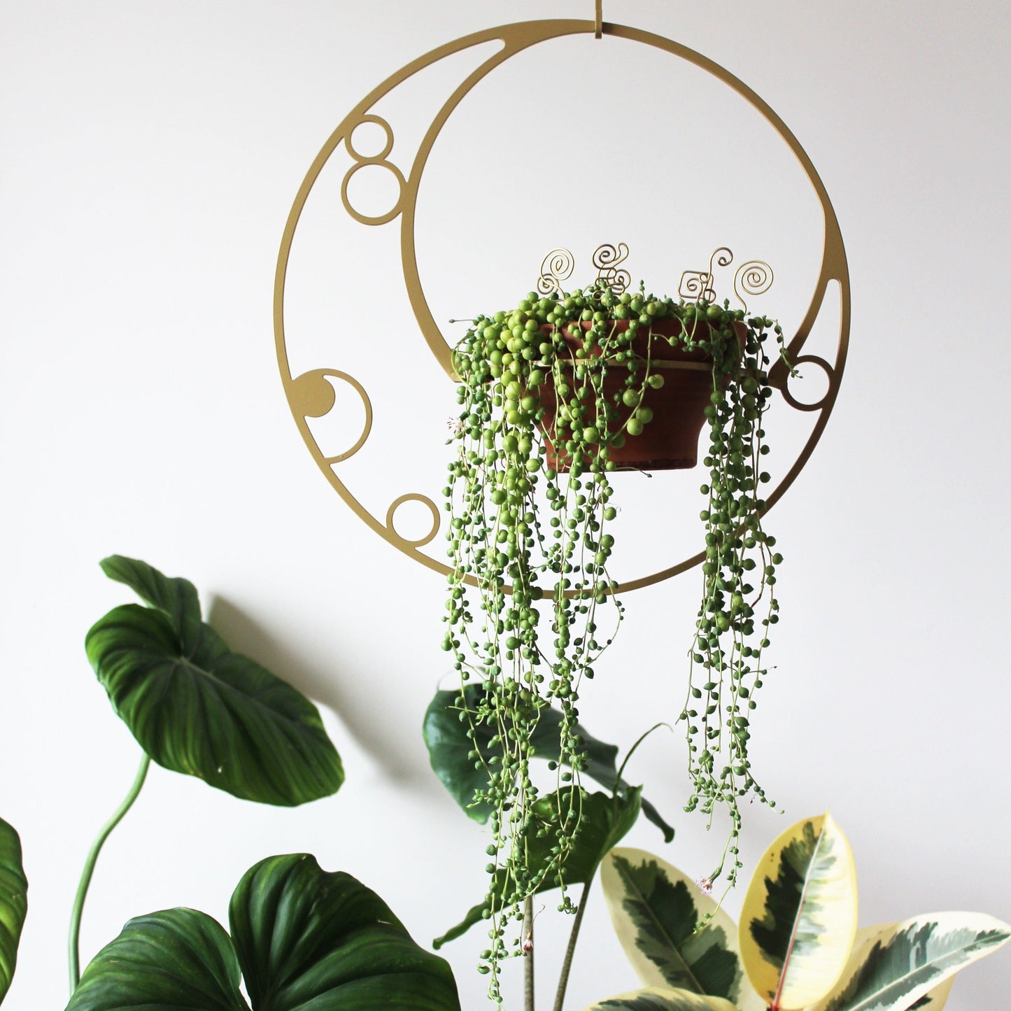 crescent moon plant hanger in gold for string of pearls succulent, senecio rowleyanus, hanging planter unique indoor outdoor greenhouse balcony garden flower herb planty gift iron ivy