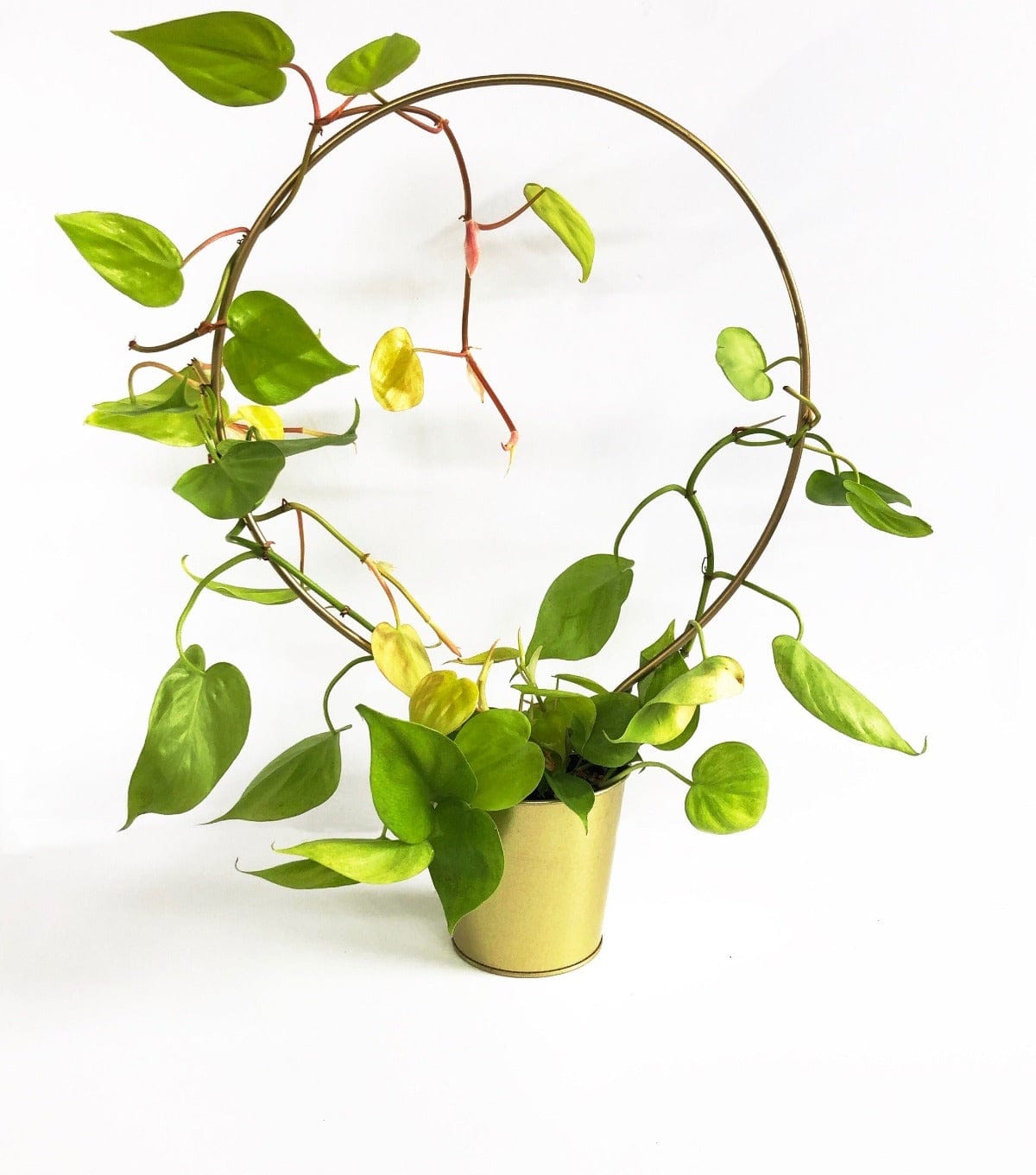 unique hand handmade metal steel A Large Ivy Round plant trellis gold coloured with green ivy growing around it in a gold plant pot on a white background