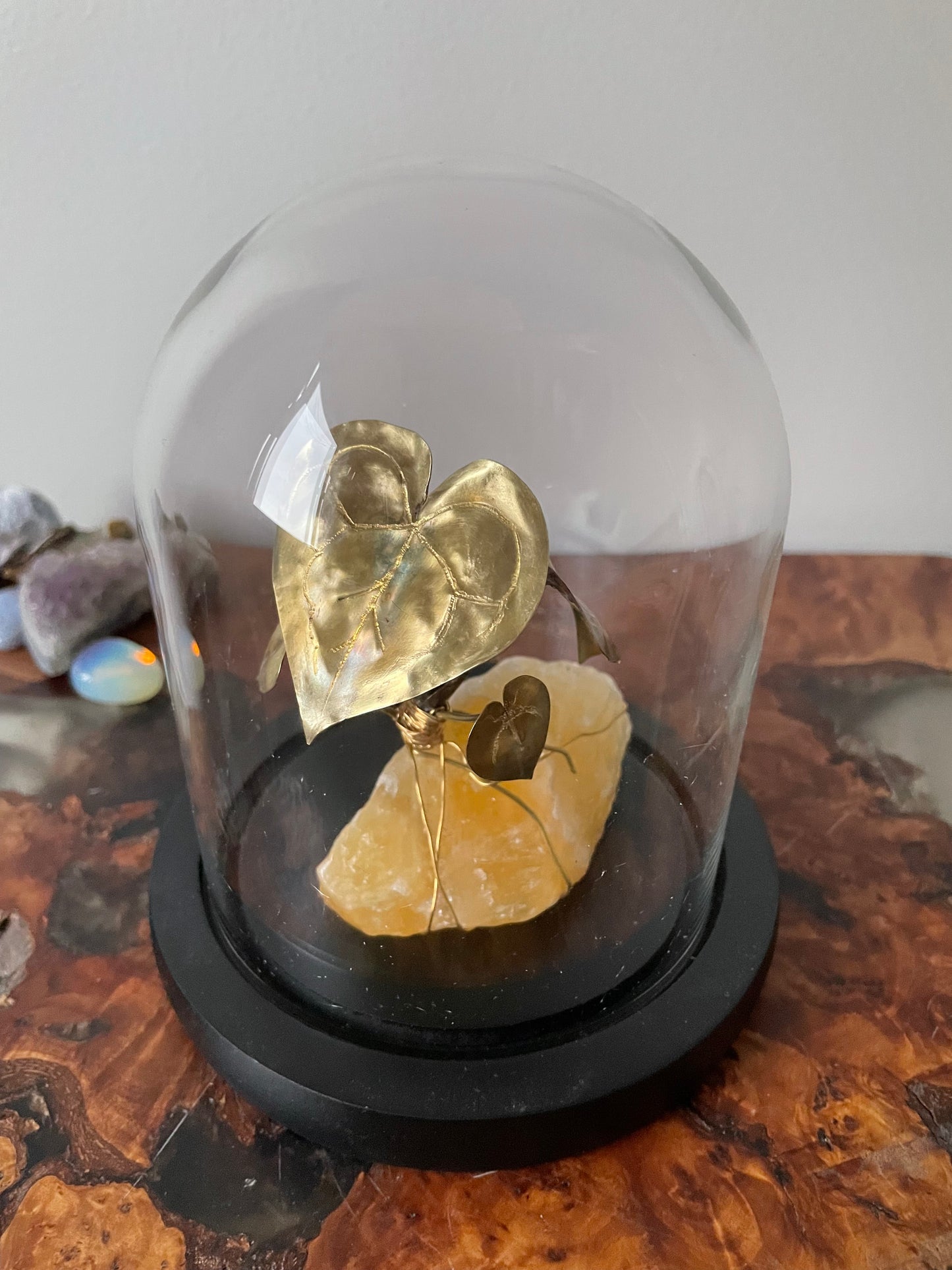 Brass Anthurium Clarinervium seedling on Crystal