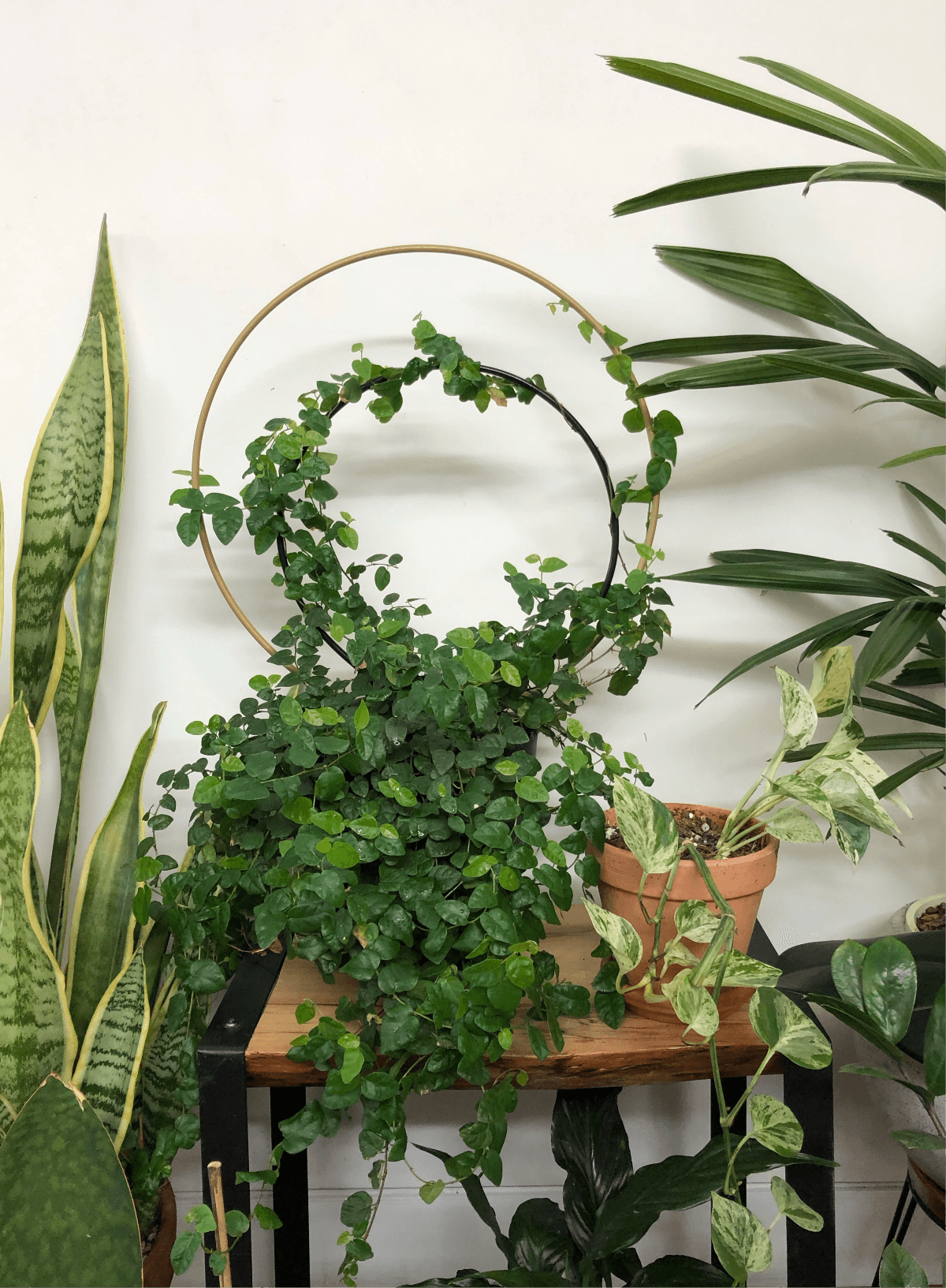 two Round plant trellis with green ficus growing around it, a variegated ivy sits in a terracotta plant pot on a wooden shelf gold home decor indoor plant gift