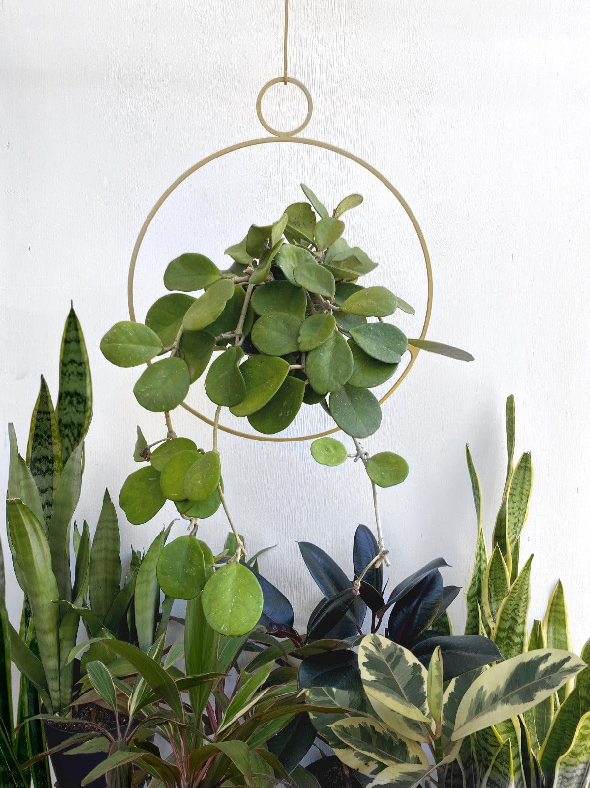 Gold Circle Plant Hanger Styling Home Decor houseplant indoor balcony garden trellis hoya planter Iron Ivy