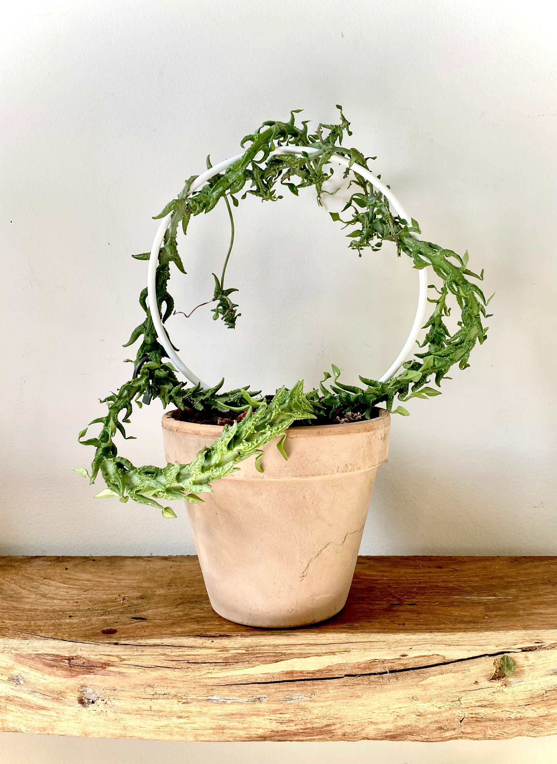 A White Mini Round plant trellis with a thick green succulent growing around it in a grey terracotta plant pot on a wooden shelf