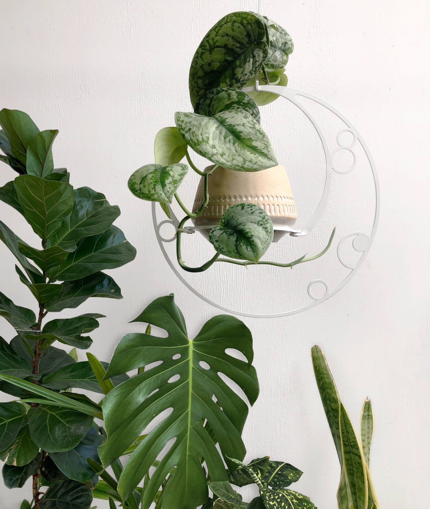 crescent moon plant hanger in white for string of pearls succulent, senecio rowleyanus, hanging planter unique indoor outdoor greenhouse balcony garden flower herb planty gift iron ivy with monstera and fiddle leaf fig 