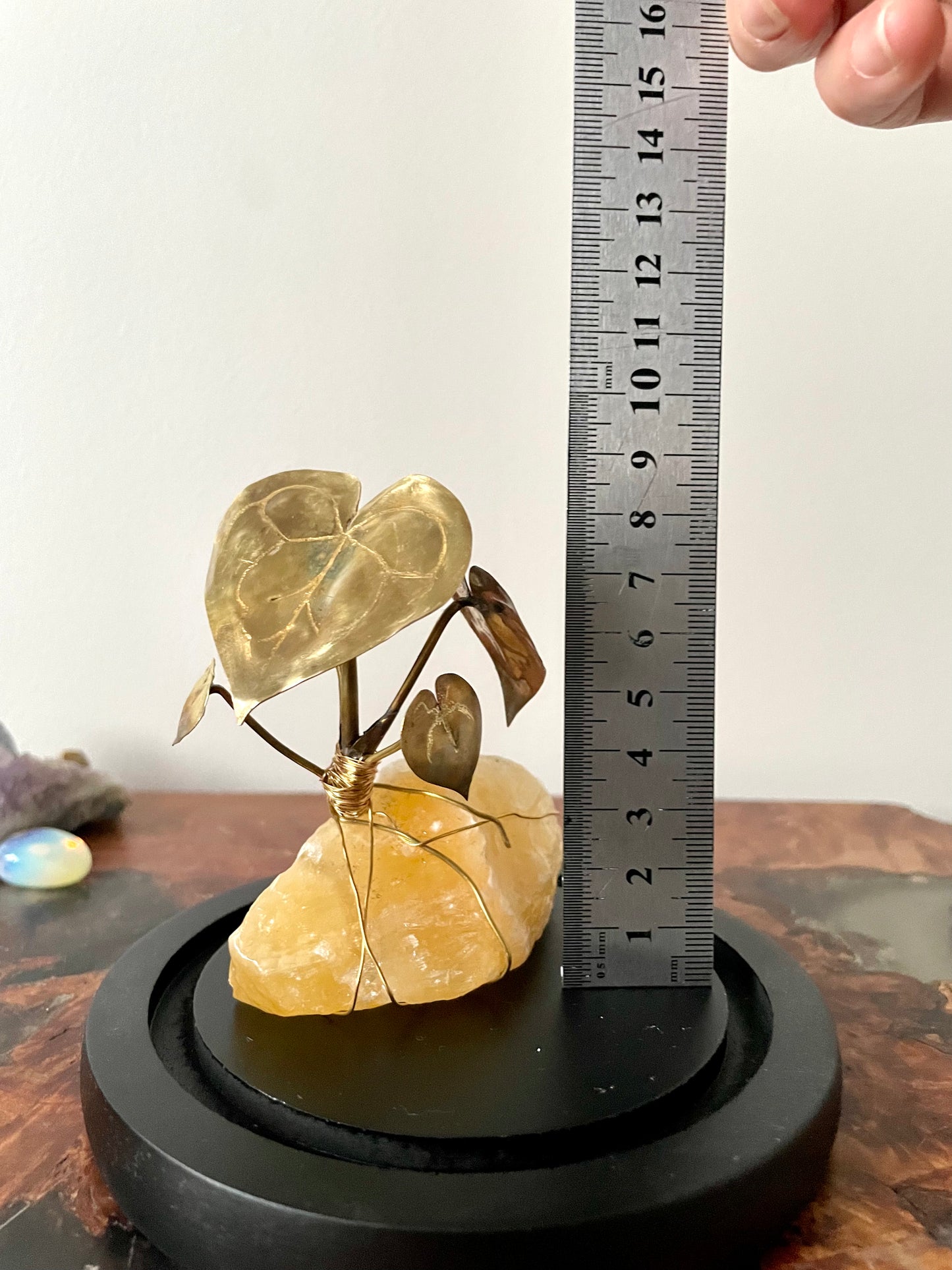 Brass Anthurium Clarinervium seedling on Crystal