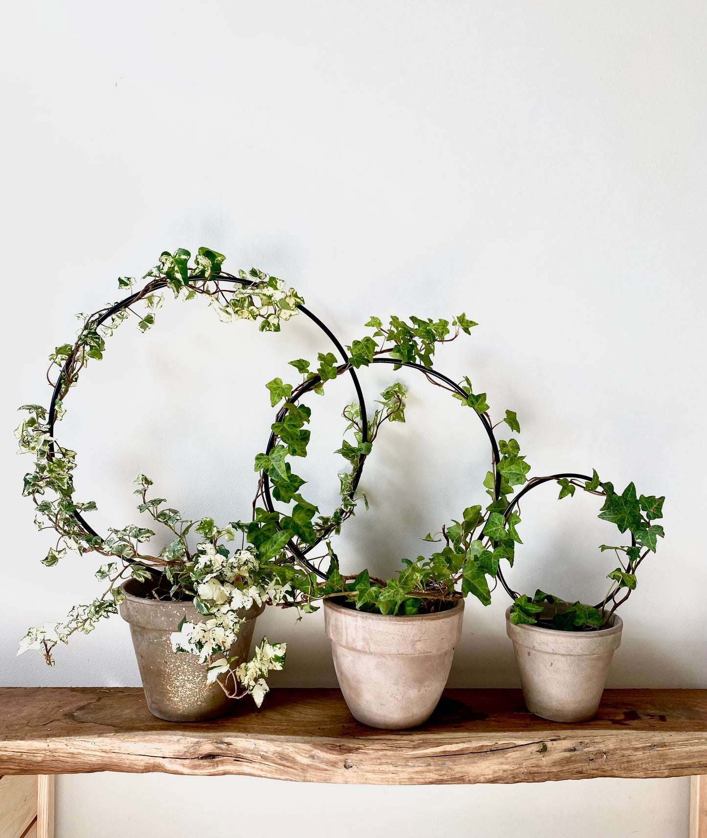 three black coloured round steel plant trellises sit in grey terracotta pots, a mini, small and large size trellis with green and variegated plants ivy is growing around each trellis