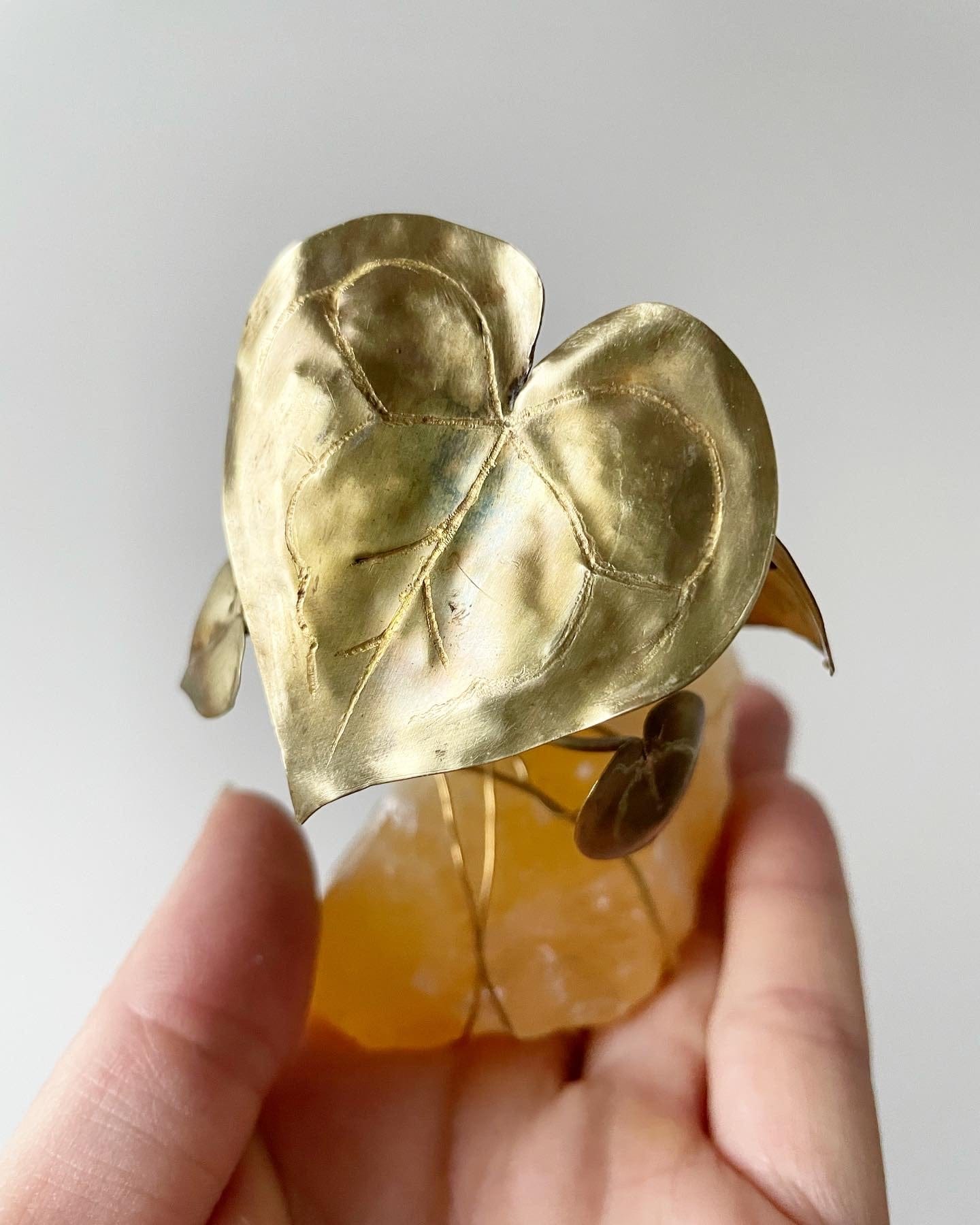 Brass Anthurium Clarinervium seedling on Crystal