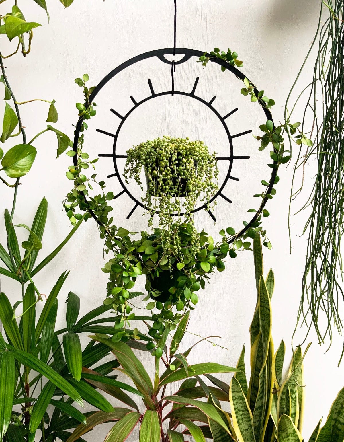 round cosmic starburst plant hanger for string of pearls senecio succulent hoya indoorplant houseplant planter plant hanger hanging balcony garden trailing iron ivy steel metal 