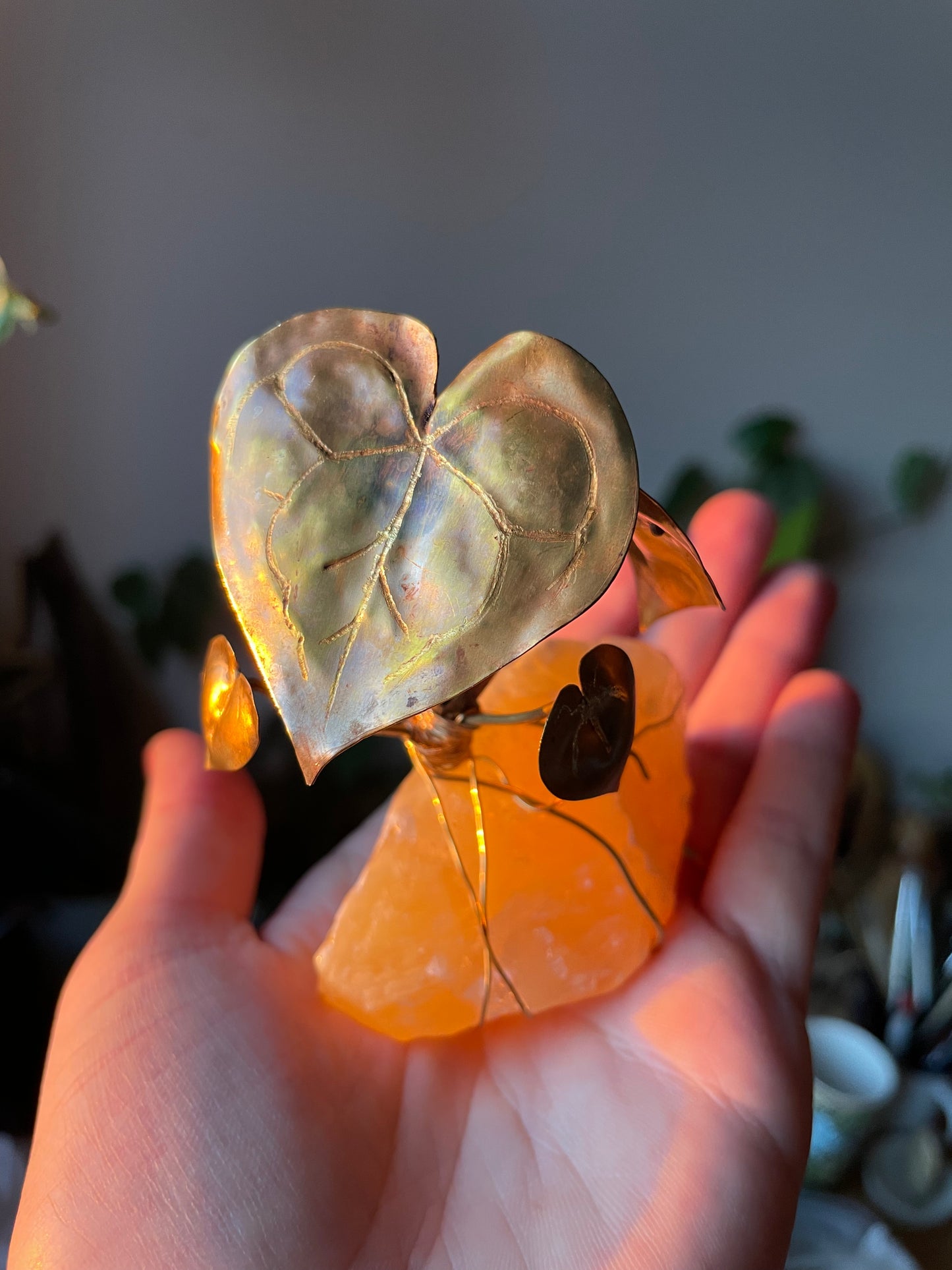 Brass Anthurium Clarinervium seedling on Crystal