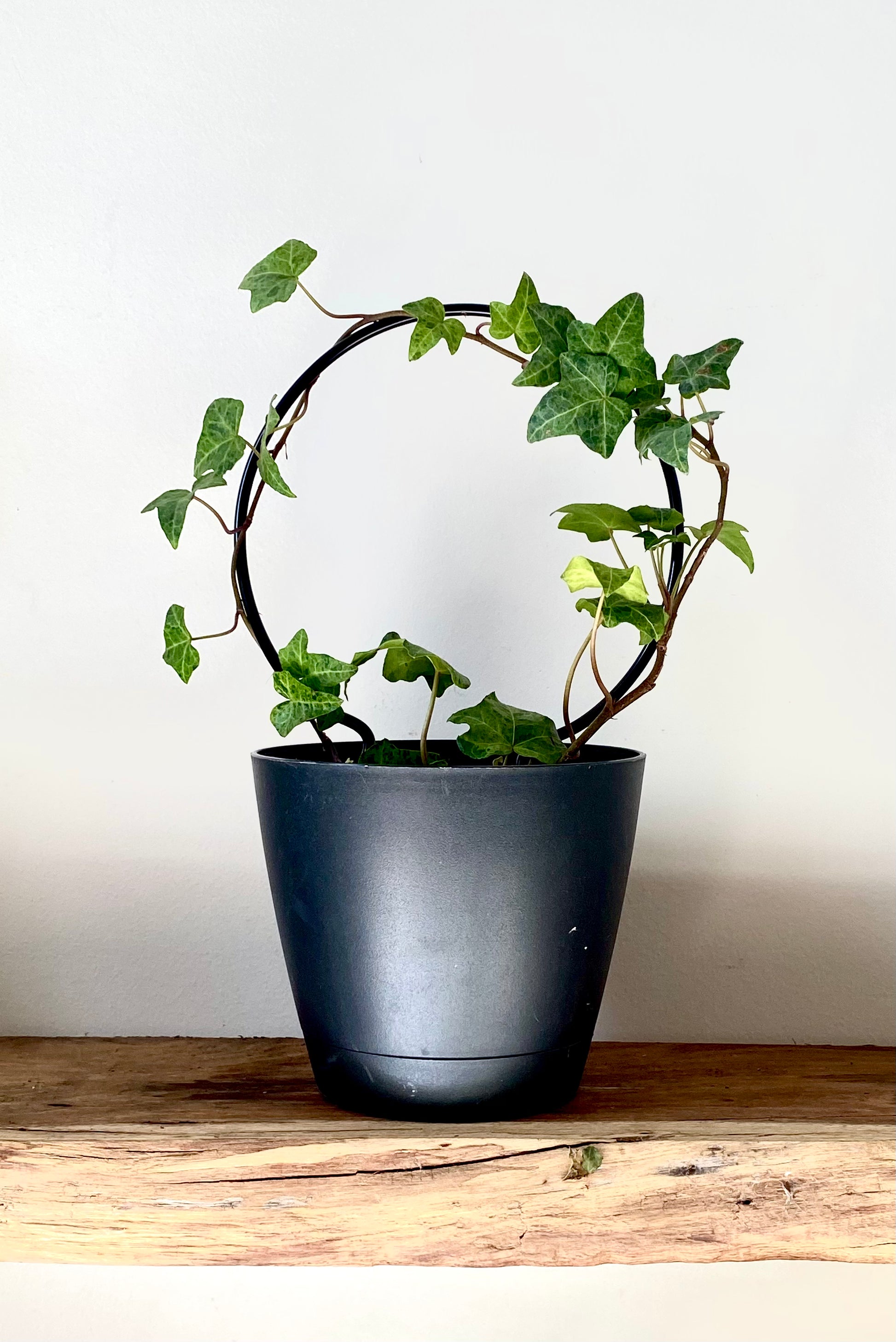 A Mini Round plant trellis with green ivy growing around it in a black plant pot on a wooden shelf